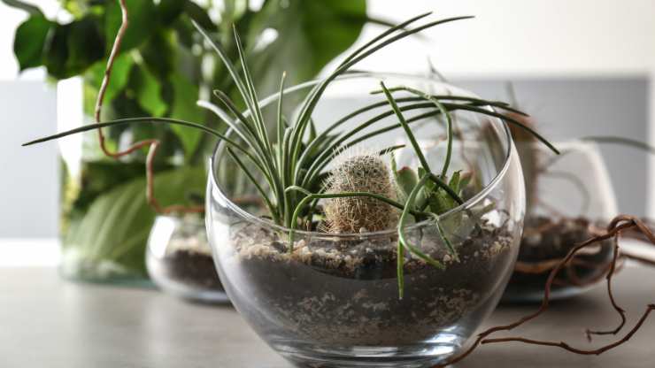 air plant at a desk