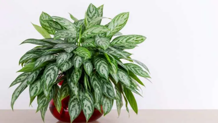 chinese evergreen plant at a desk