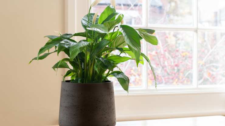 peace lily at a desk