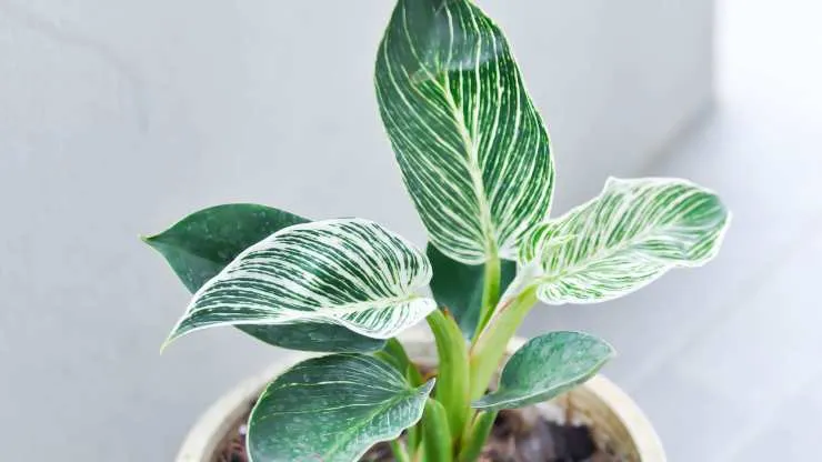 philodendron plant at a desk