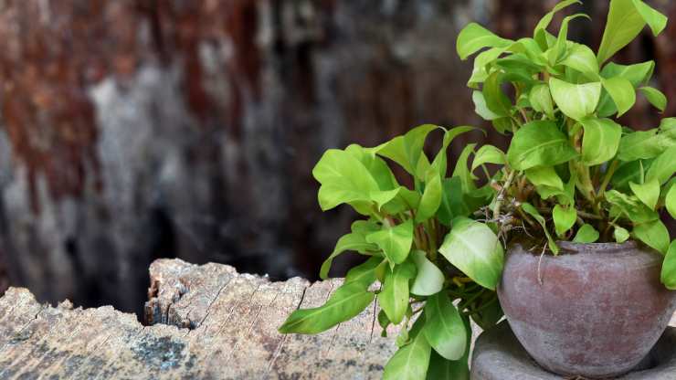 pothos plant at a desk