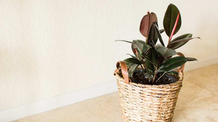 rubber plant at a desk