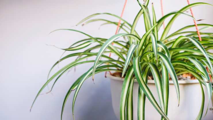 spider plant at a desk